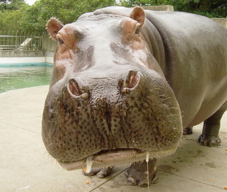 Hippopotamus: lifestyle.com